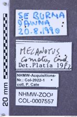 Etiketten zu Melanotus comatus (NHMW-ZOO-COL-0007557)